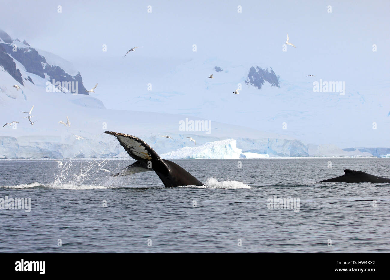 Humpback whale tail, showing on the dive, Antarctic Peninsula Stock ...