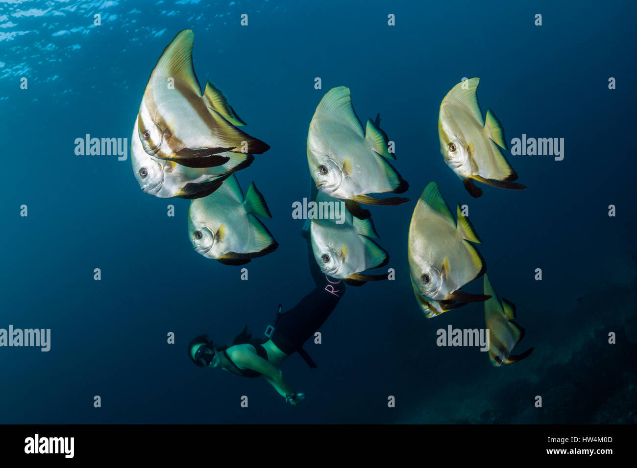 Apnoe diver and Longfin Batfish, Platax teira, Raja Ampat, West Papua, Indonesia Stock Photo