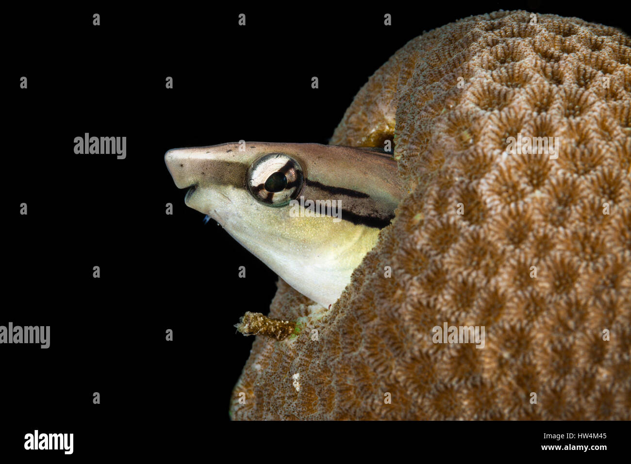 Head of Lance Blenny, Aspidontus dussumieri, Raja Ampat, West Papua, Indonesia Stock Photo