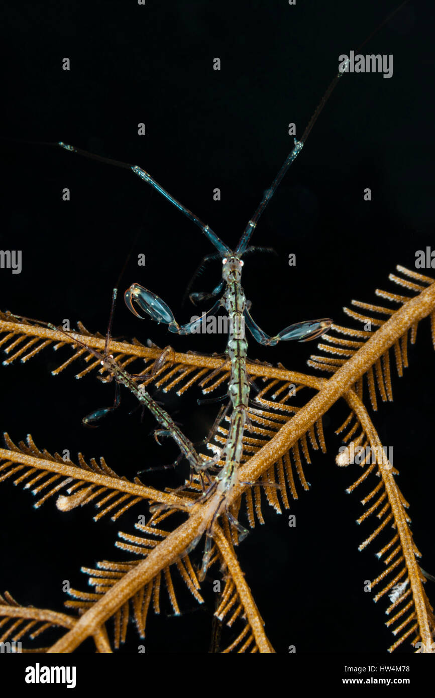 Skeleton Shrimp, Caprellide sp., Raja Ampat, West Papua, Indonesia ...
