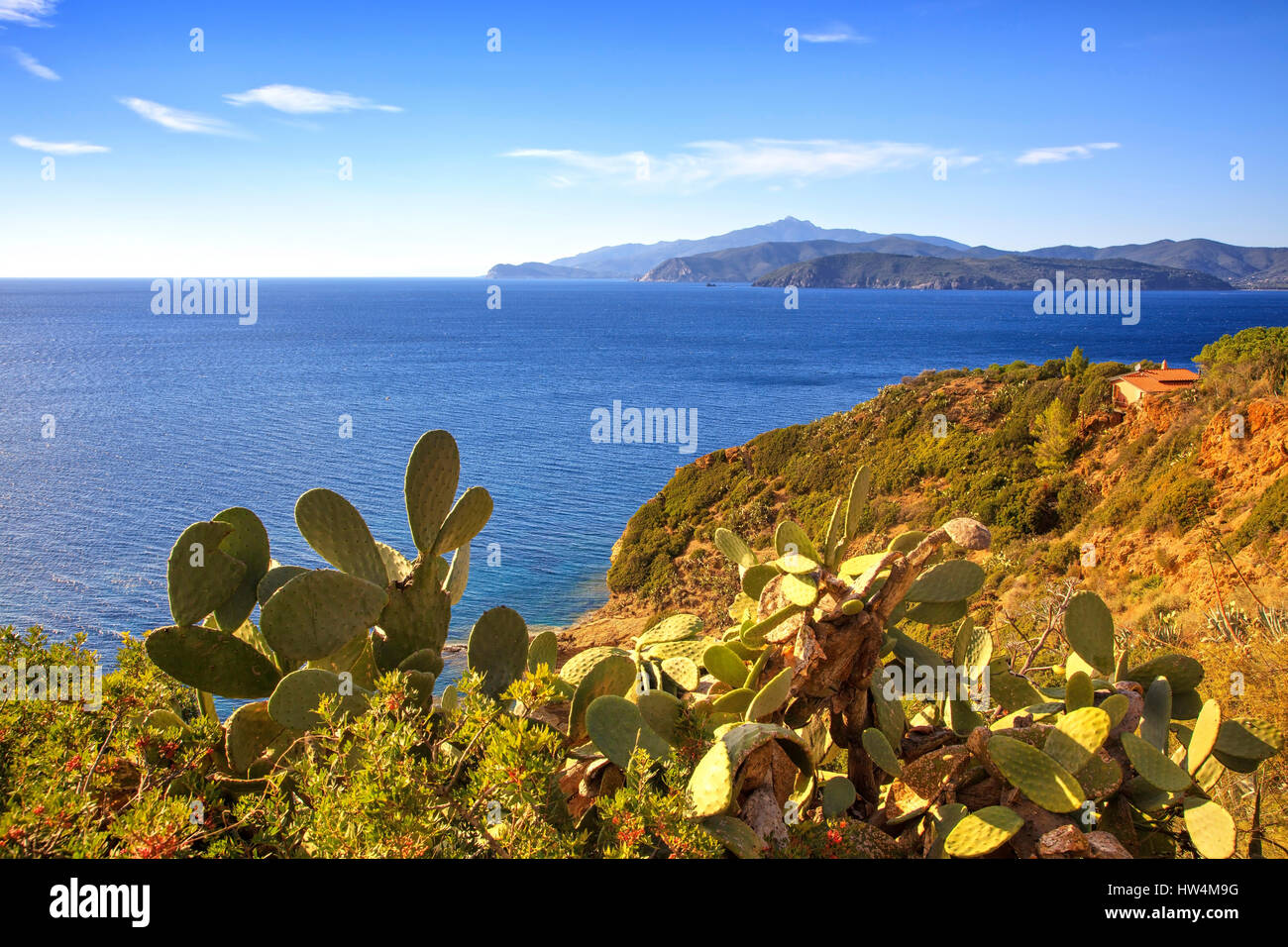 Elba island, cactus indian fig opuntia, coast view Capoliveri Tuscany, Italy, Europe. Stock Photo