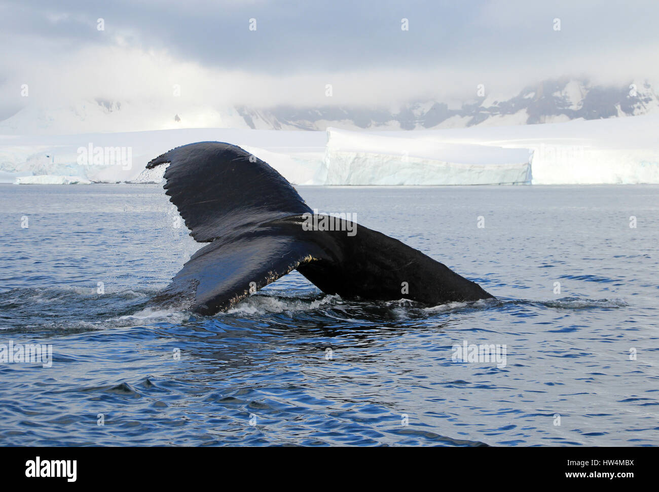 Humpback whale tail, showing on the dive, Antarctic Peninsula Stock ...