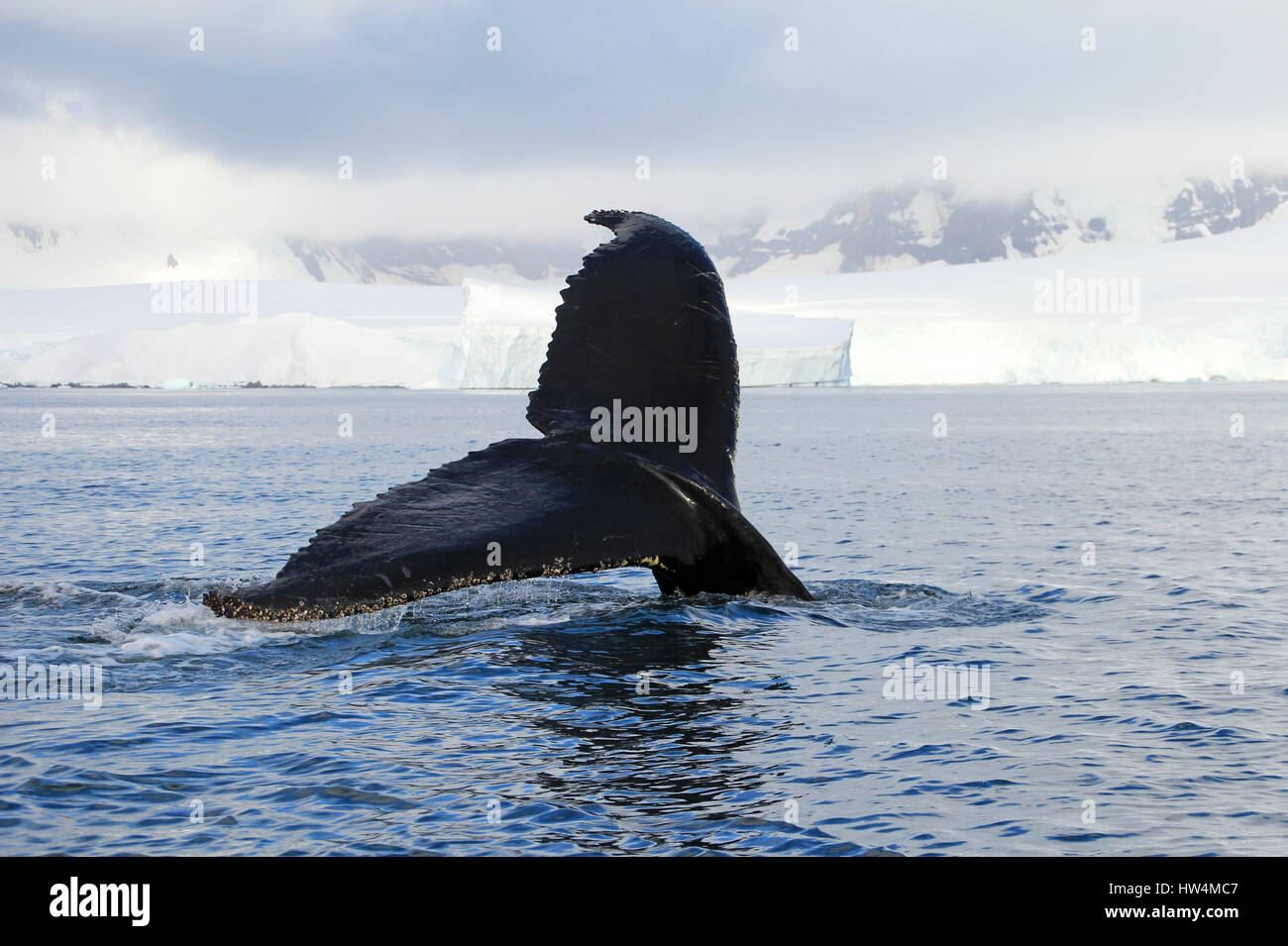 Humpback whale tail, showing on the dive, Antarctic Peninsula Stock ...
