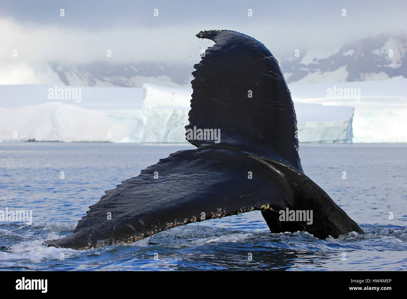Humpback whale tail, showing on the dive, Antarctic Peninsula Stock ...