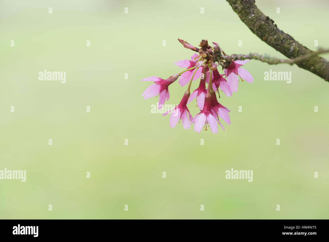 Prunus x incam okame. Okame Flowering Cherry tree. Ornamental cherry Stock Photo