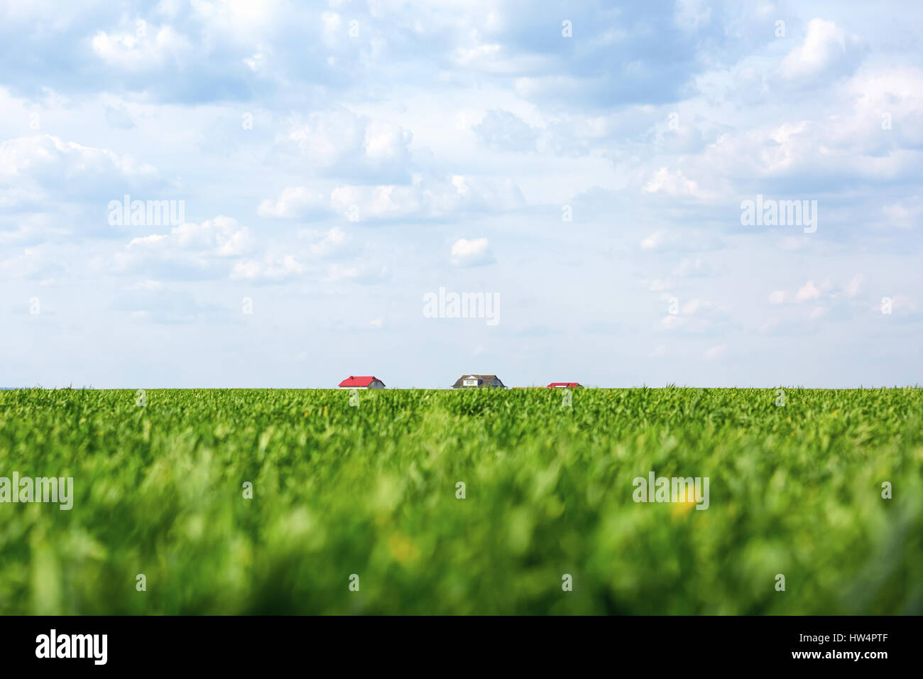 Landscape with green field and blue cloudy sky Stock Photo - Alamy