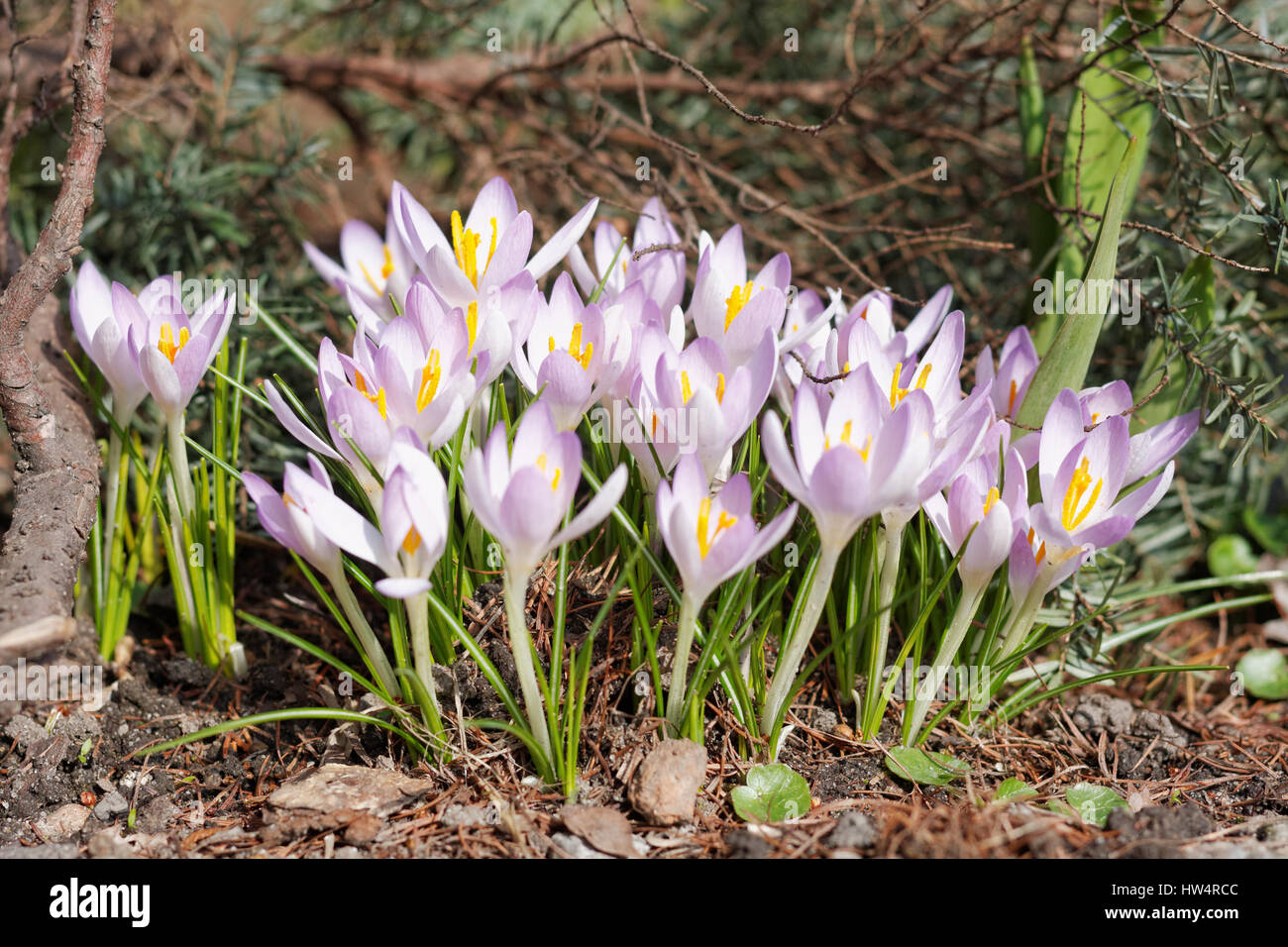 Crocus in wildlife garden hi-res stock photography and images - Alamy