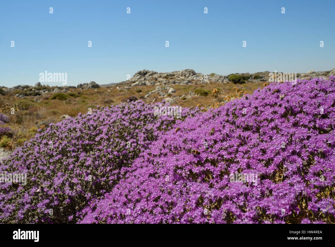 Headed thyme / Wild thyme bush (Thymus capitatus), Crete, Greece, July. Stock Photo