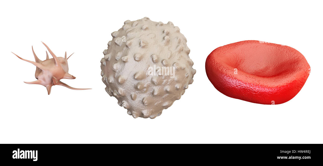 blood cells erythrocyte, lymphocyte, thrombocyte, 3D rendering isolated on white background Stock Photo