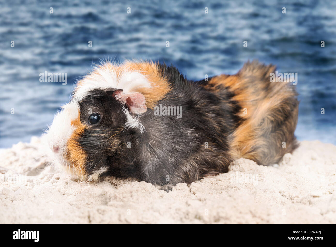 Multicolored beautiful guinea pig standing on wet sand on the seashore Stock Photo