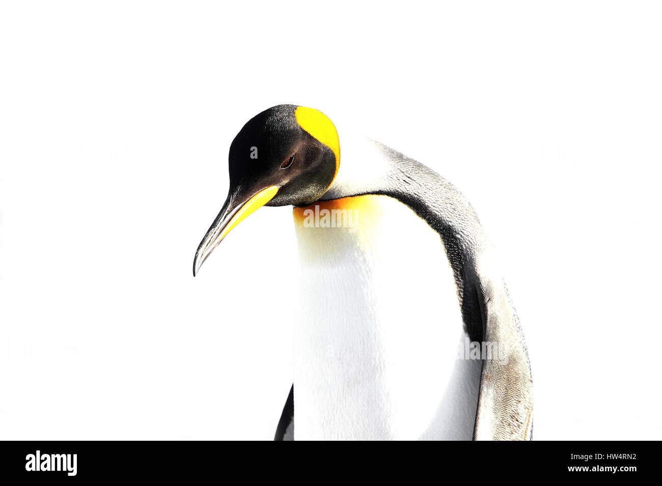 King penguin isolated, white background, on Saunders, Fakland Islands Stock Photo