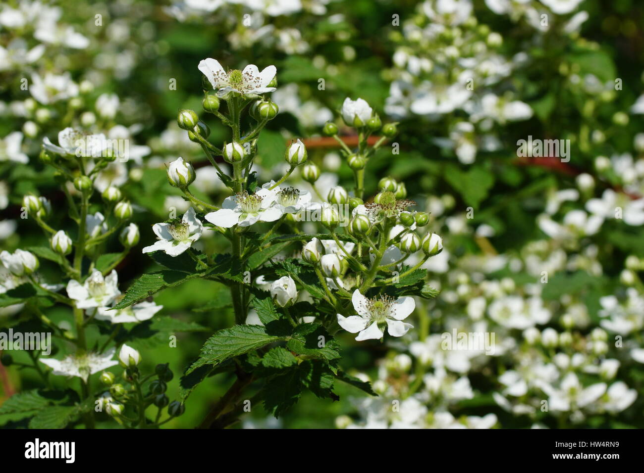 Blackberry Flowers Stock Photo