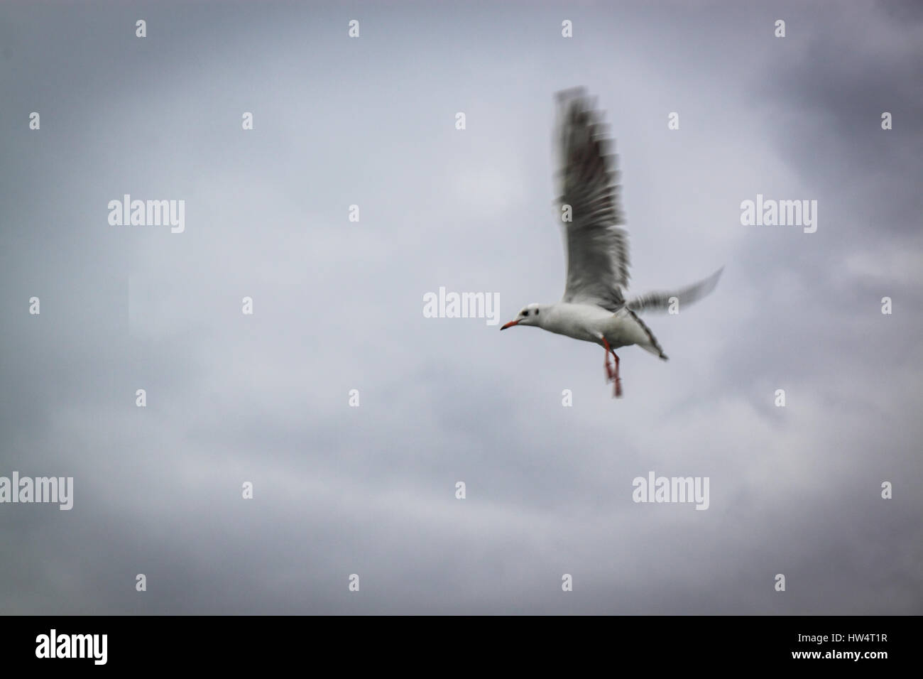 White Seagull Flying in the Sky Stock Photo - Alamy