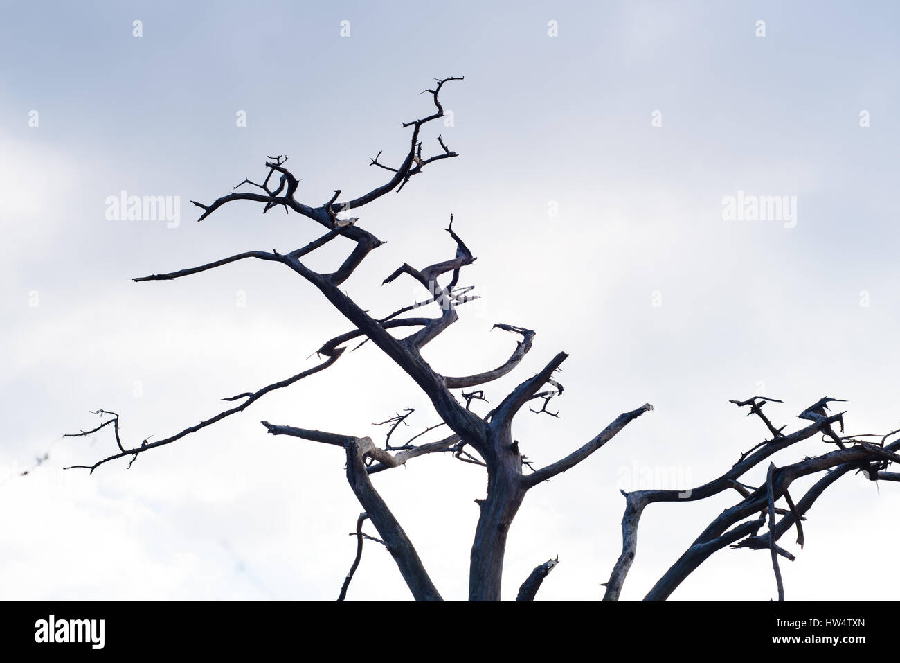 Dead tree branches Stock Photo Alamy