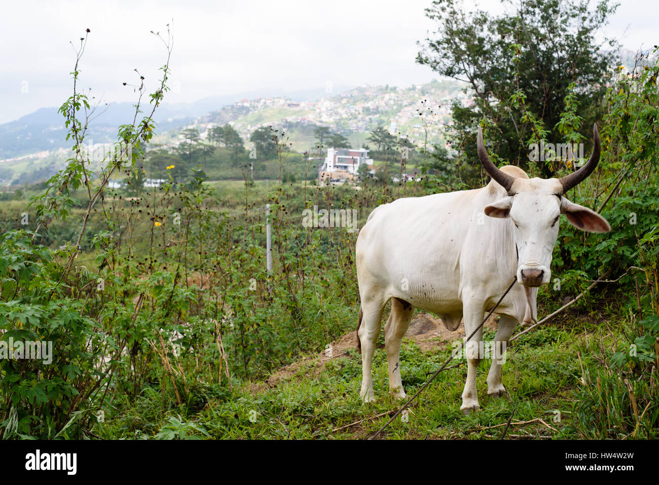 Grazing the cow Stock Photo - Alamy