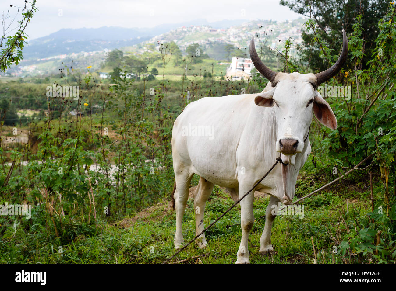 Grazing the cow Stock Photo - Alamy