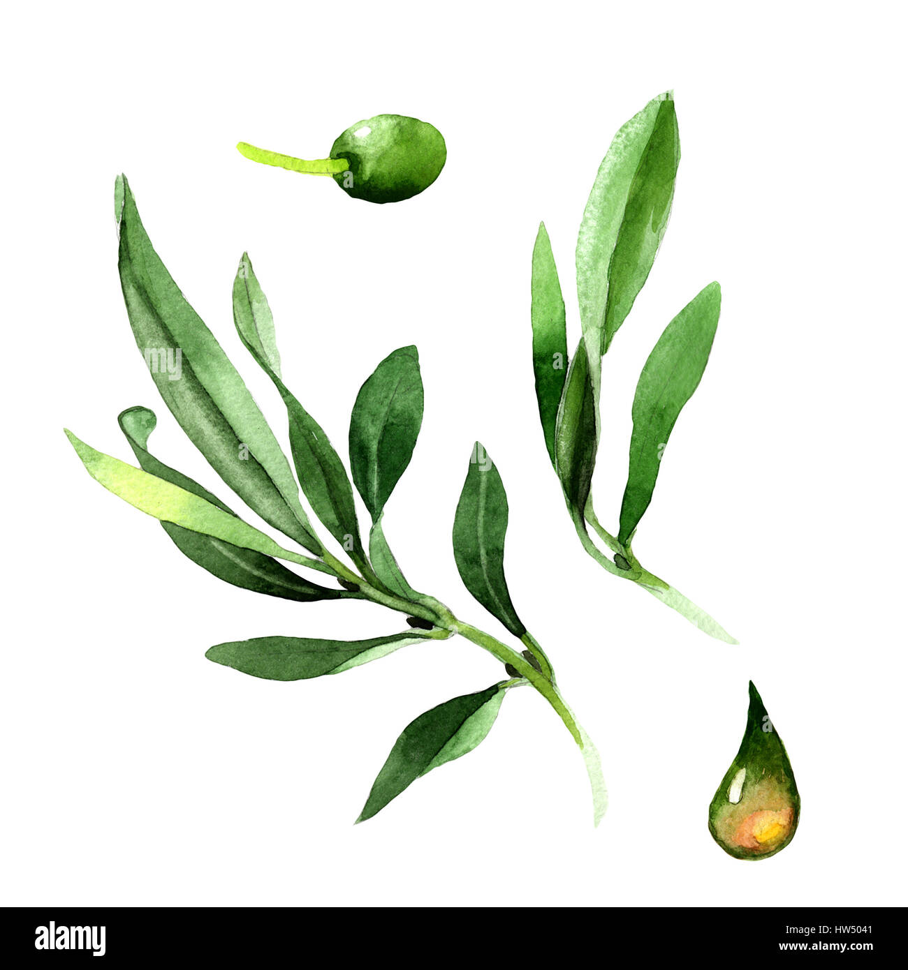 Olive tree in a watercolor style isolated Stock Photo - Alamy