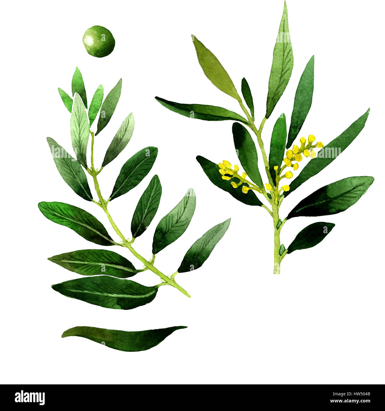 Olive tree in a watercolor style isolated Stock Photo - Alamy