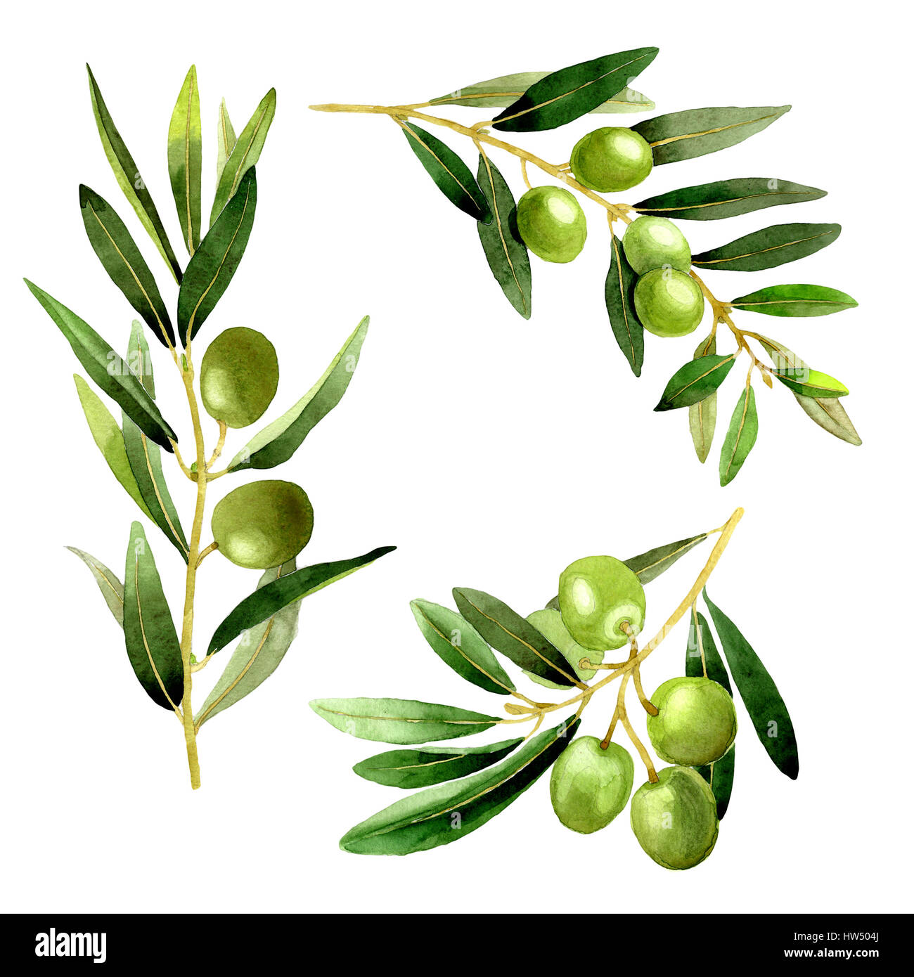 Olive tree in a watercolor style isolated Stock Photo - Alamy