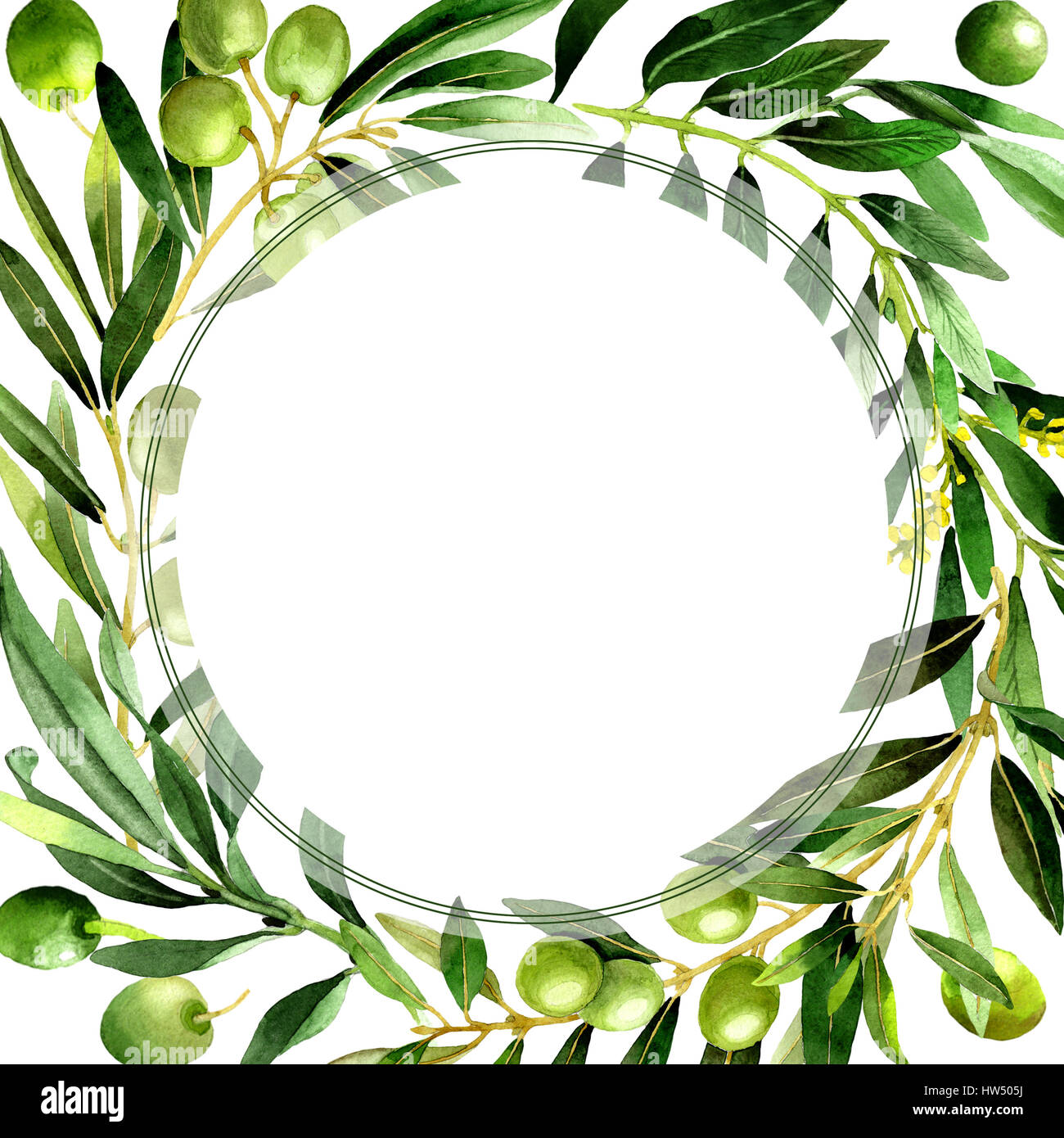 Olive tree frame in a watercolor style isolated Stock Photo - Alamy