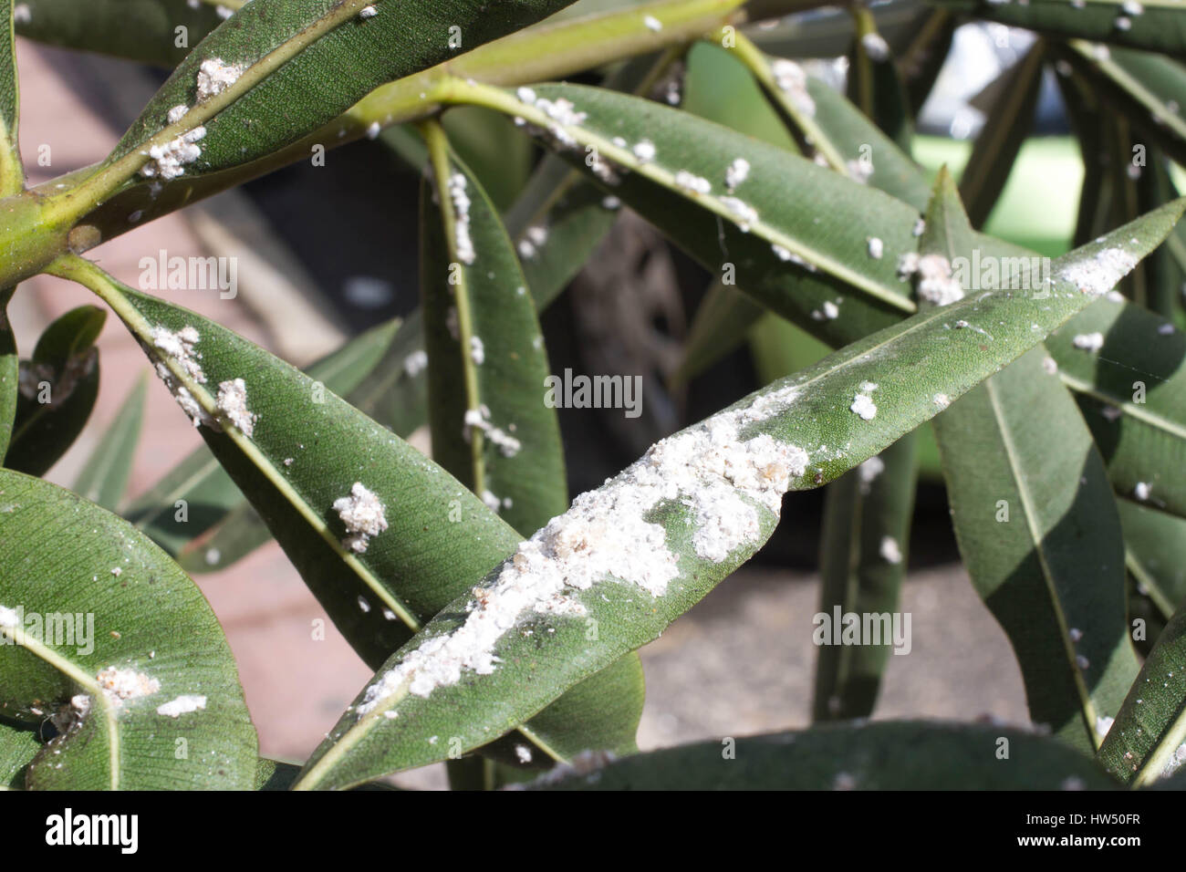 Oleander leaves densely covered with scale insects. Mealy mealybug