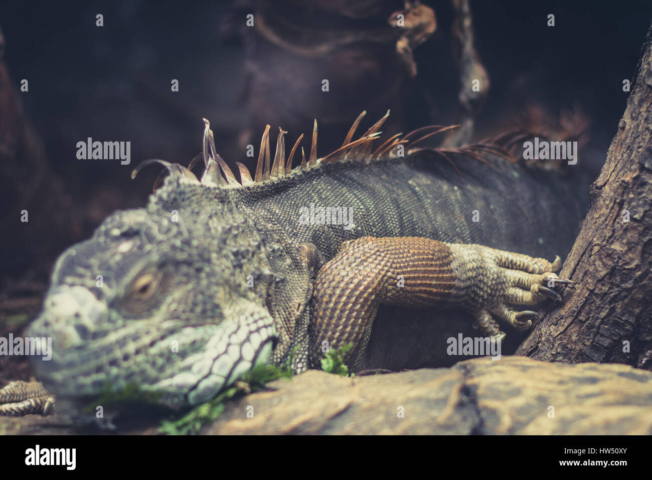 closeup of reptile / lizard  in nature Stock Photo