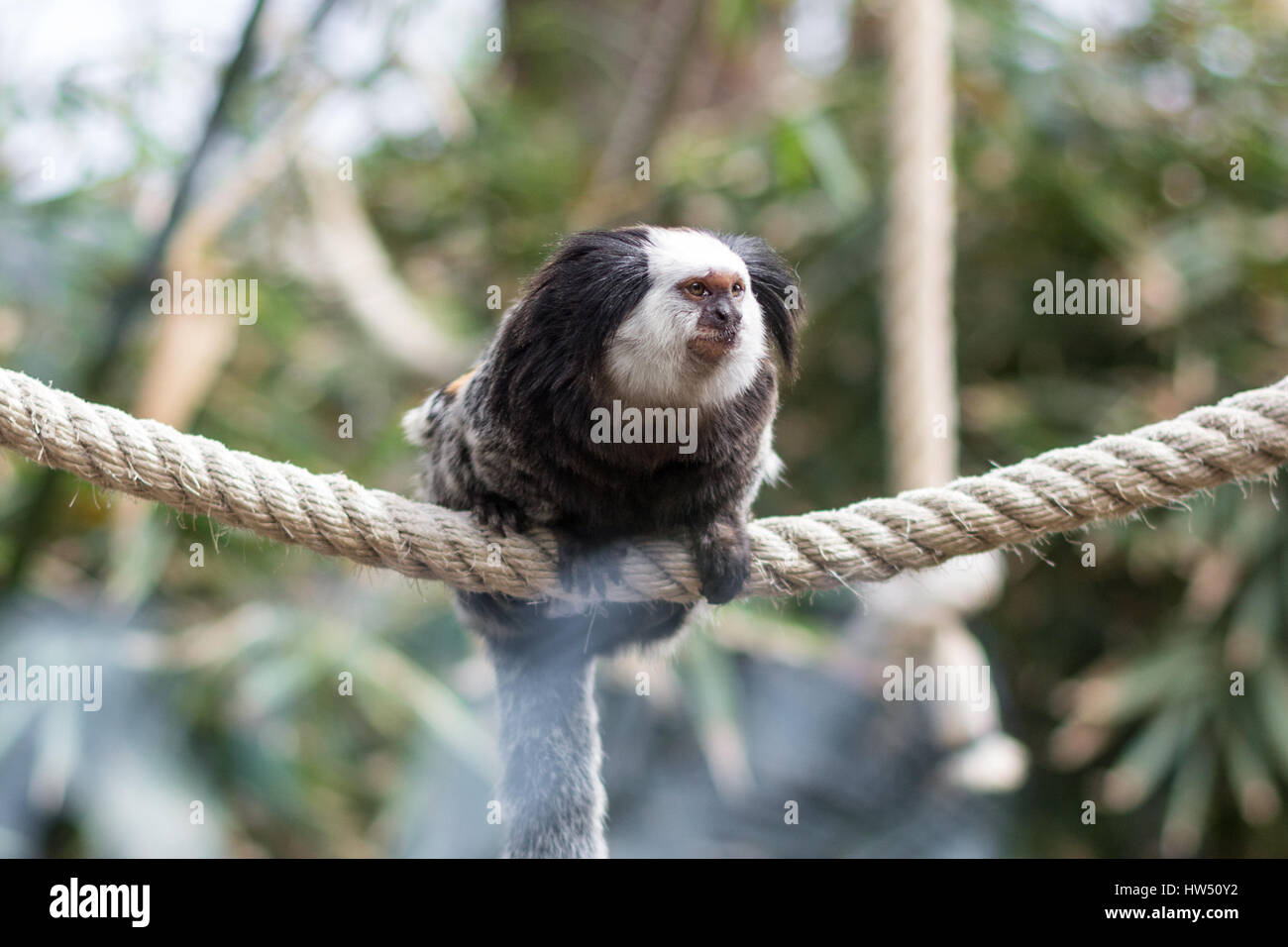 geoffroy's marmoset - Monkey sitting on rope Stock Photo