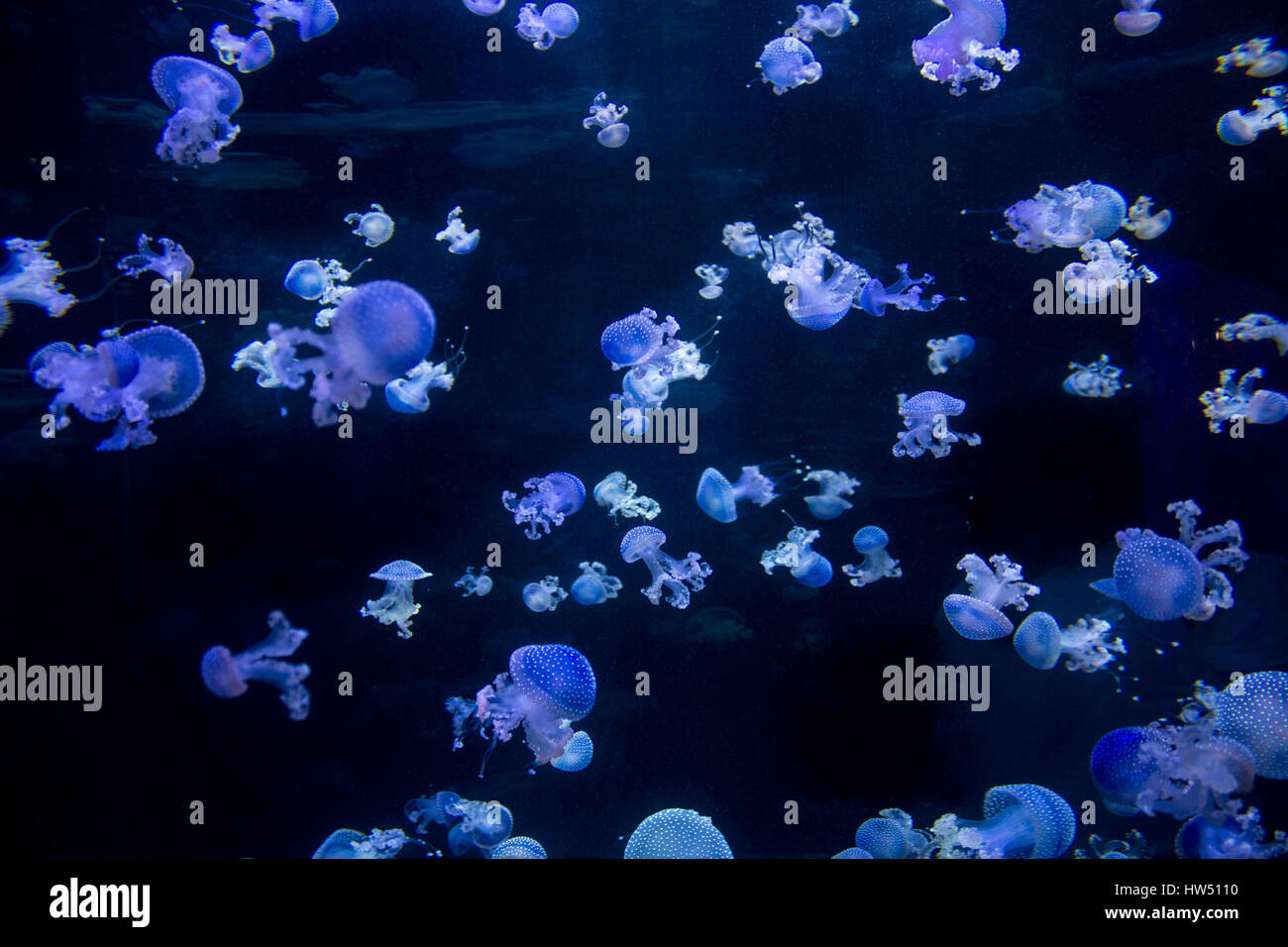 many blue jellyfishes - spotted jellyfish on black Stock Photo