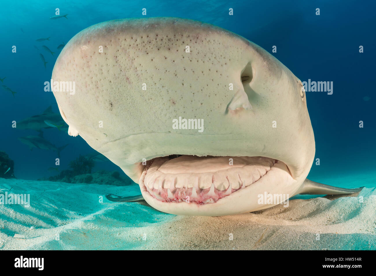 Lemon shark teeth hi-res stock photography and images - Alamy