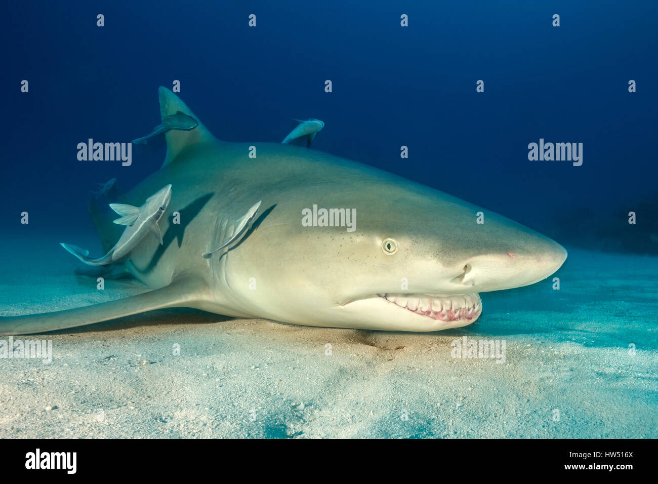 Shark smiling hires stock photography and images Alamy