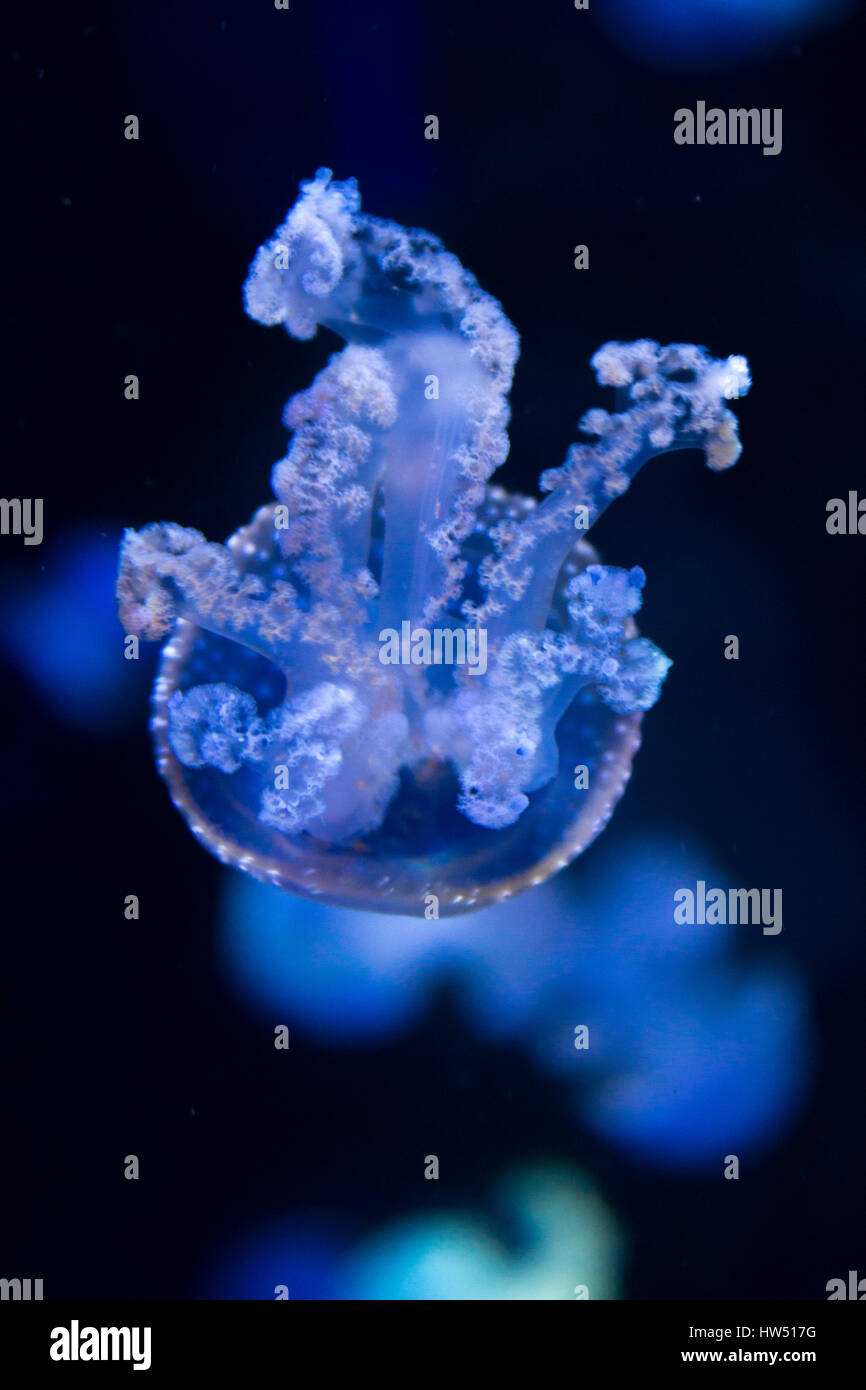 white spotted jellyfish - blue jellyfish Stock Photo