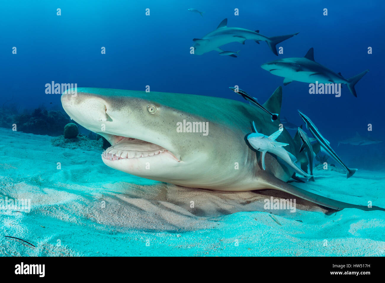 Lemon Shark, Negaprion brevirostris, Tiger Beach, Bahamas Stock Photo