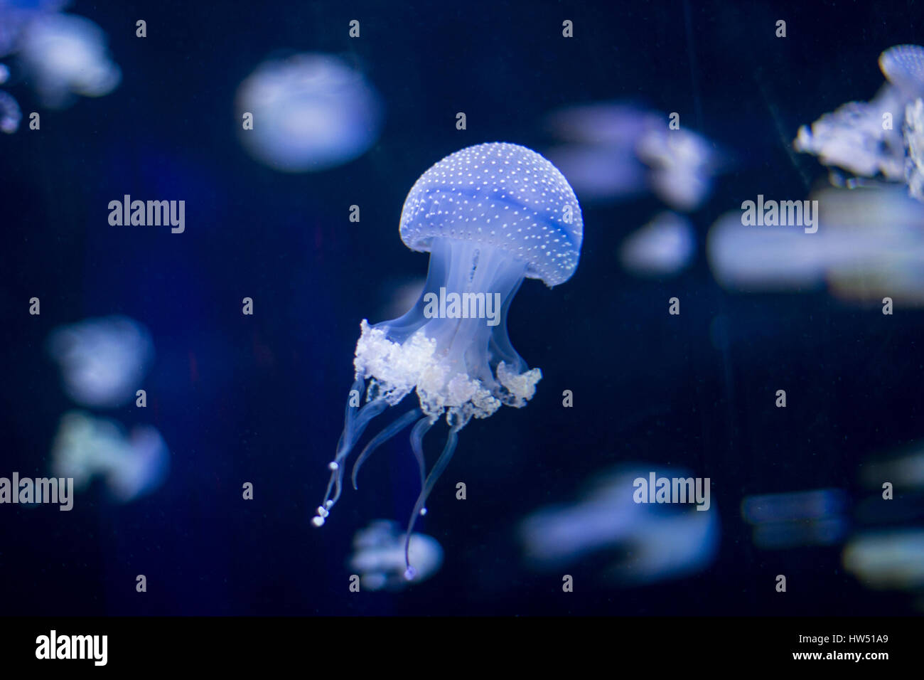 many blue jellyfish illuminated on black background Stock Photo - Alamy