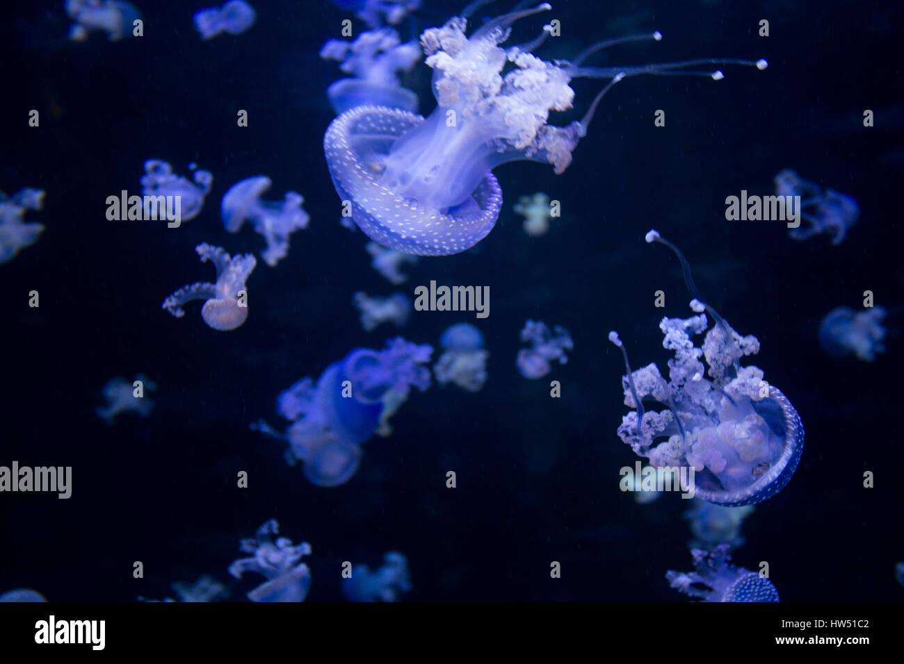 many blue jellyfish illuminated on black background Stock Photo - Alamy