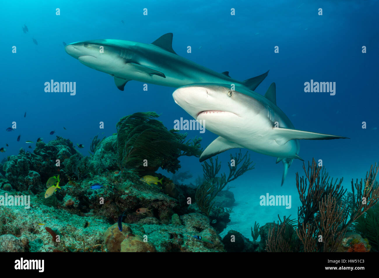 Caribbean Reef Shark, Carcharhinus perezii, Tiger Beach, Bahamas Stock