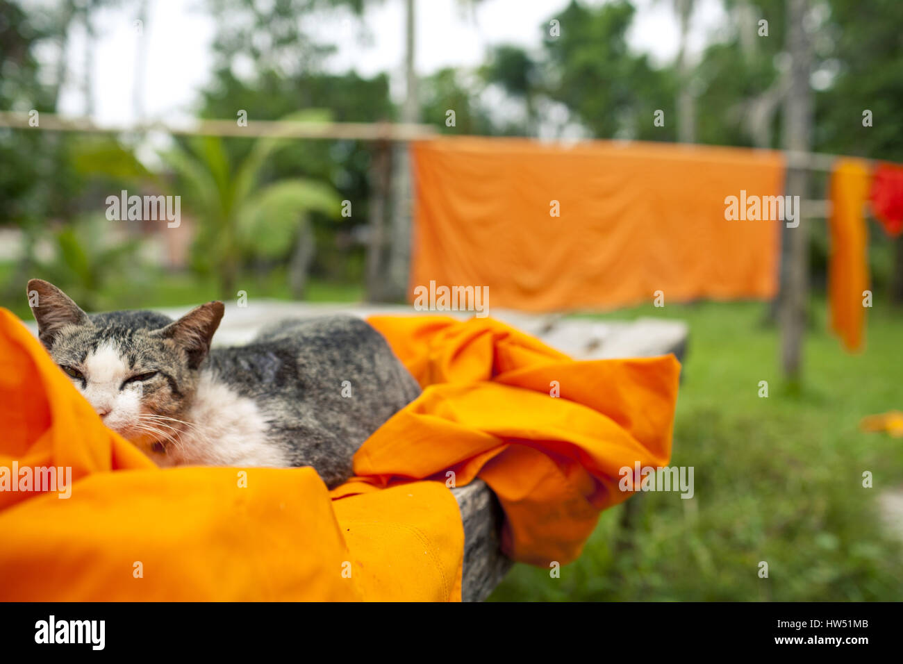 Cat is lying on orange monk robes which are drying up in the sun. Stock Photo