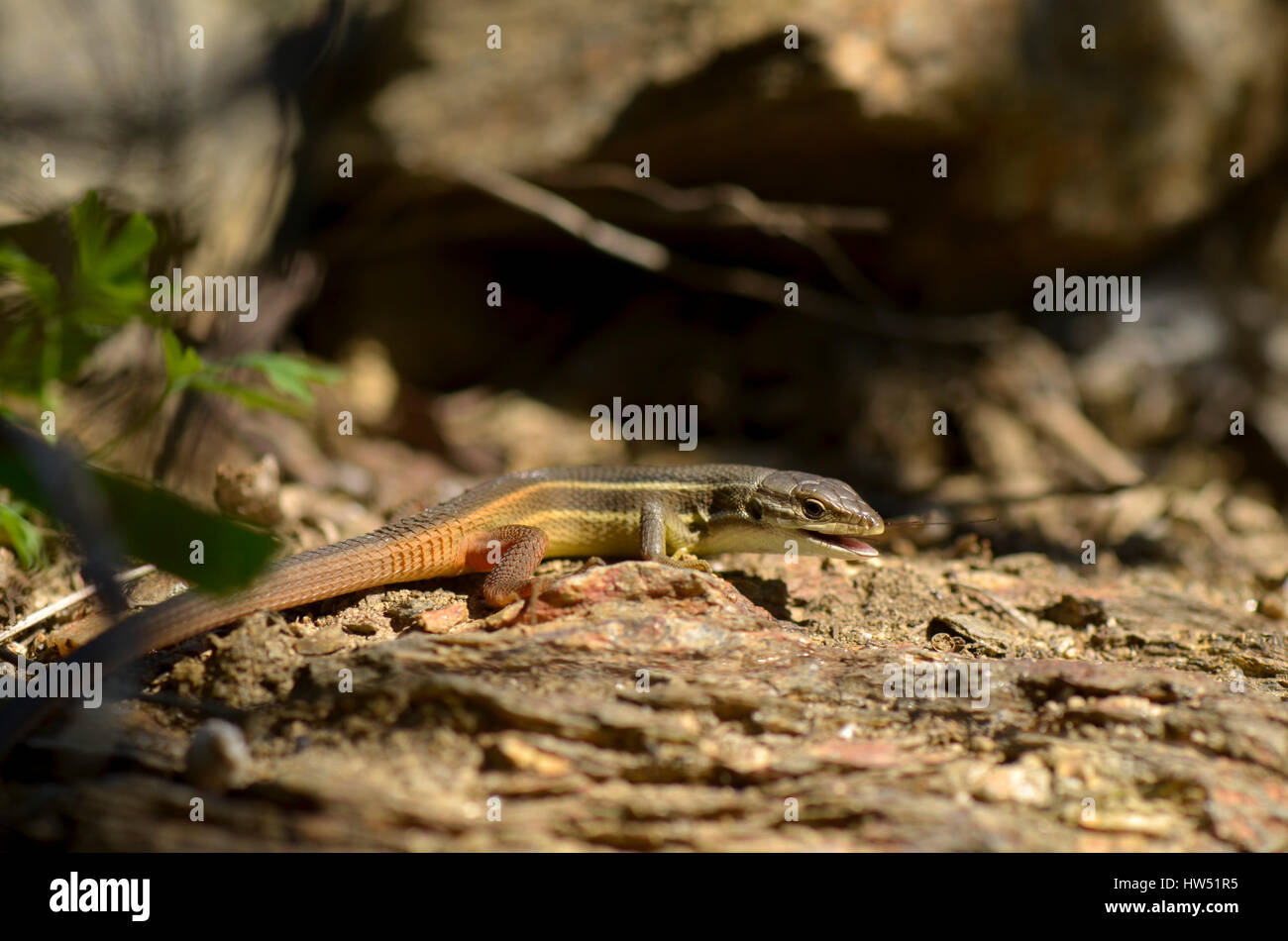 Lizard, Large Psammodromus,Psammodromus algirus, lizard on rock, Andalusia, Spain Stock Photo