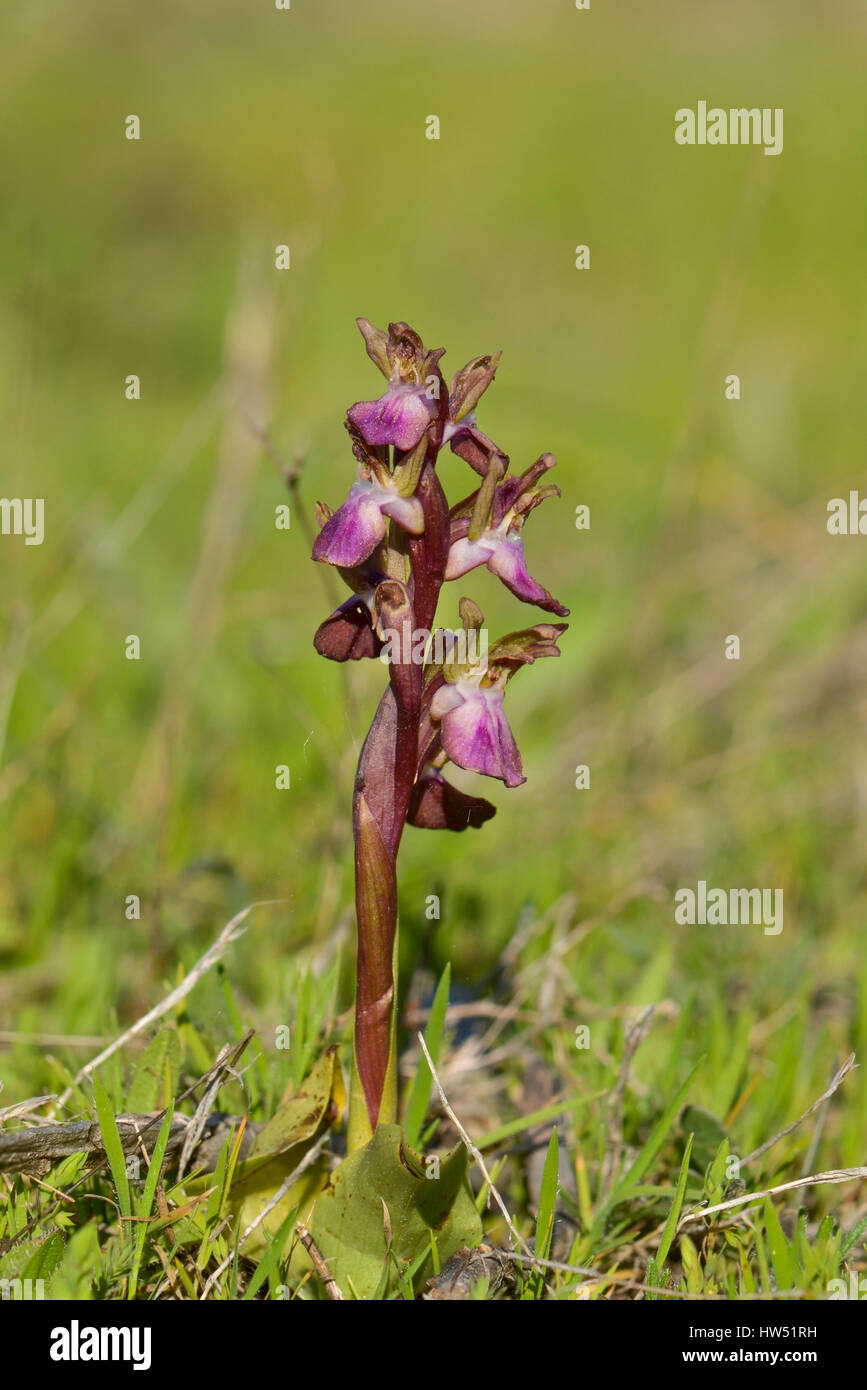 Fan-lipped Orchid - Orchis collina, Anacamptis collina wild orchid in Andalusia, Southern Spain Stock Photo