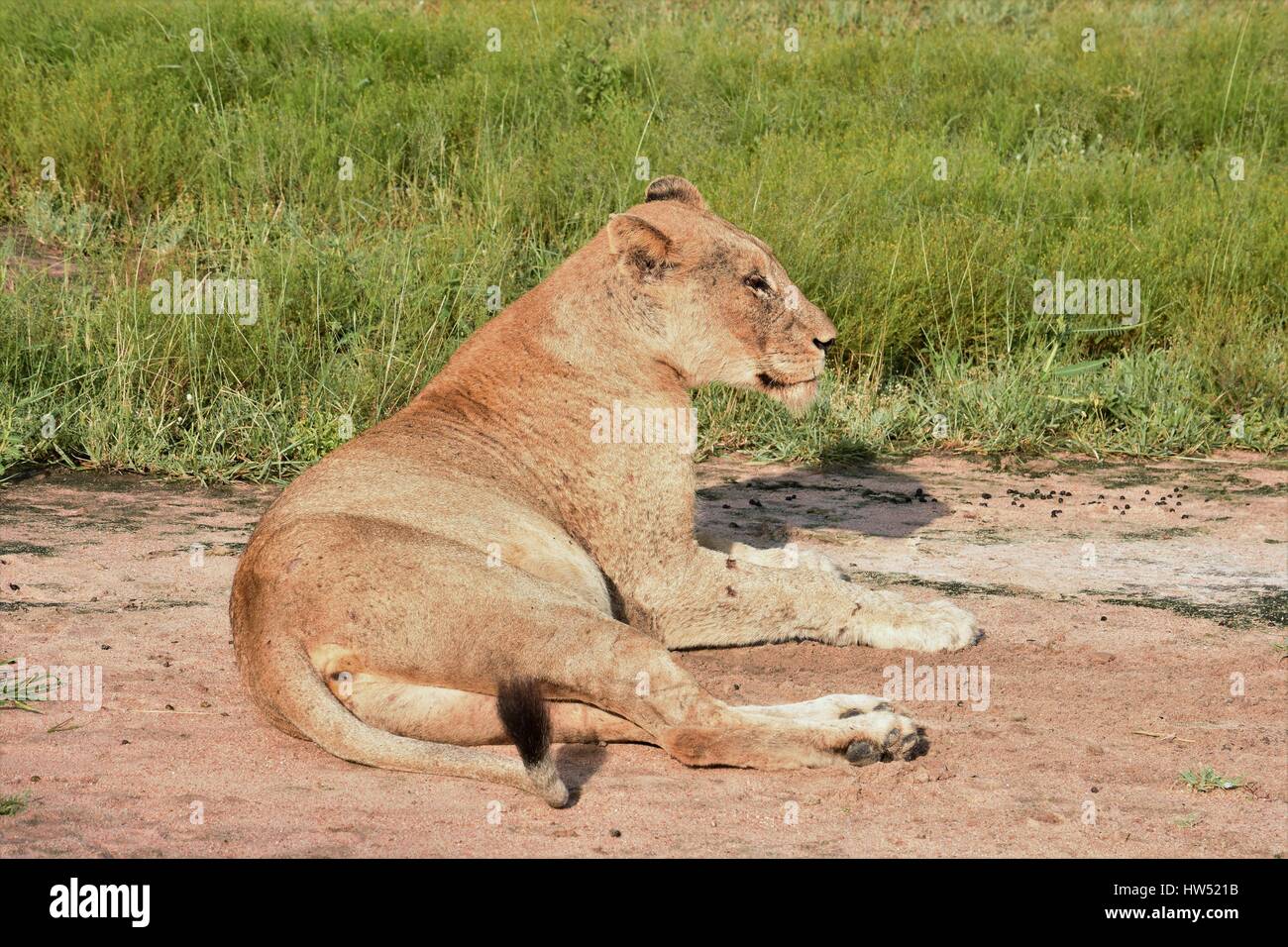 Lions Sabi Sands South Africa Stock Photo - Alamy