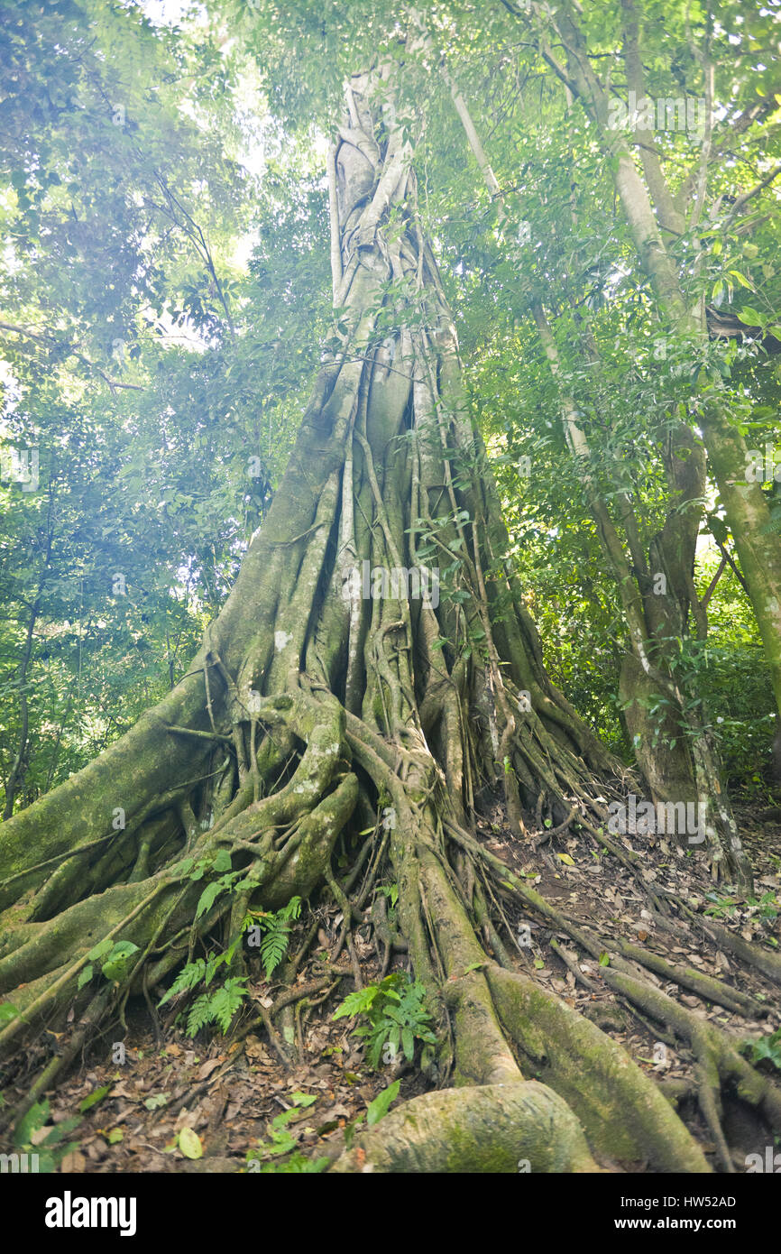 An old tree pictured in Kuang Si, Laos. Stock Photo