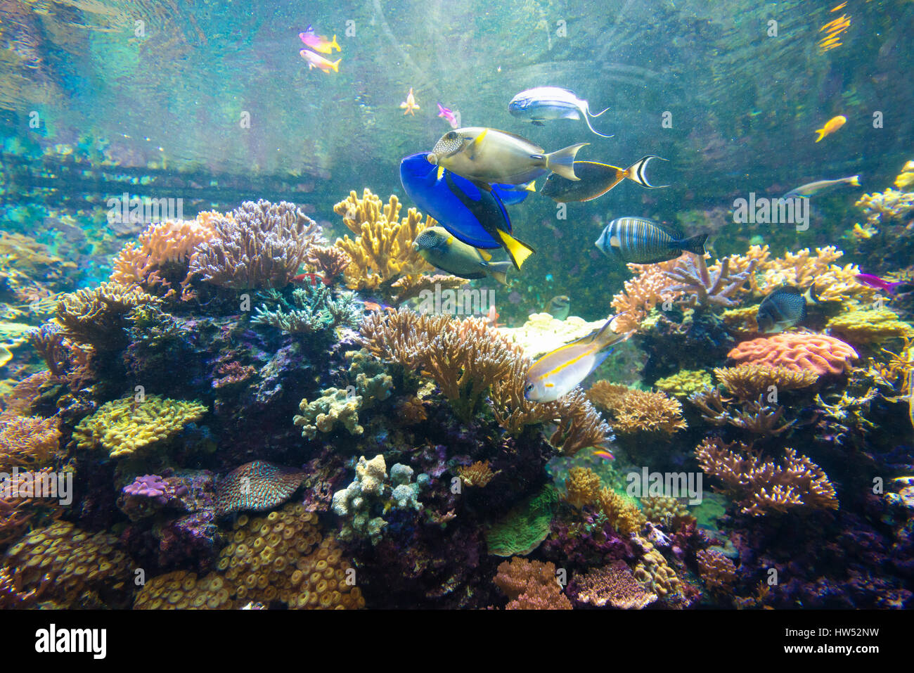 Wonderful and beautiful underwater world with corals and tropical fish. Stock Photo
