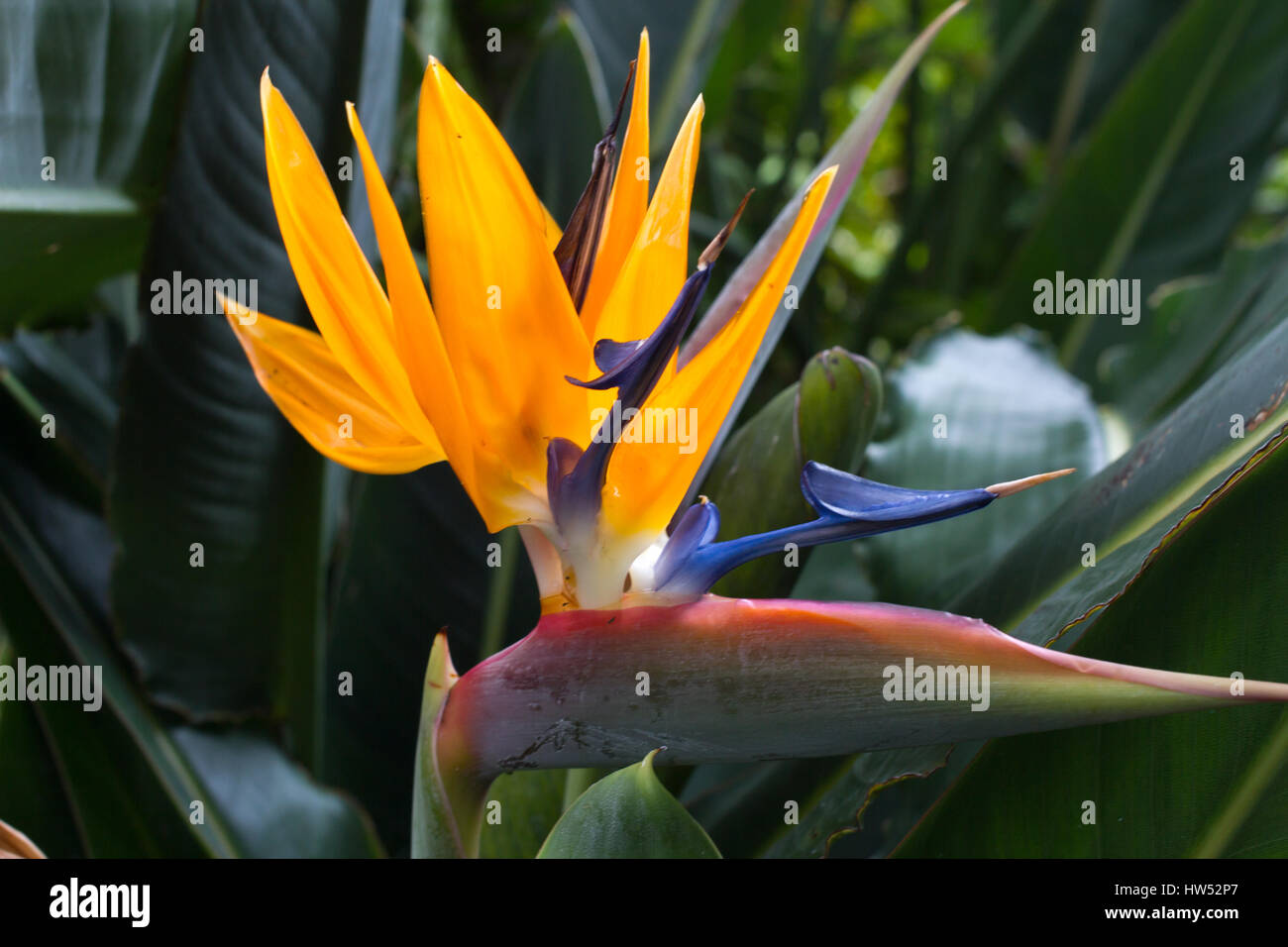 Blooming flower of tropical Strelitzia reginae. Long orange. Strelizia. Bird of paradise Stock Photo