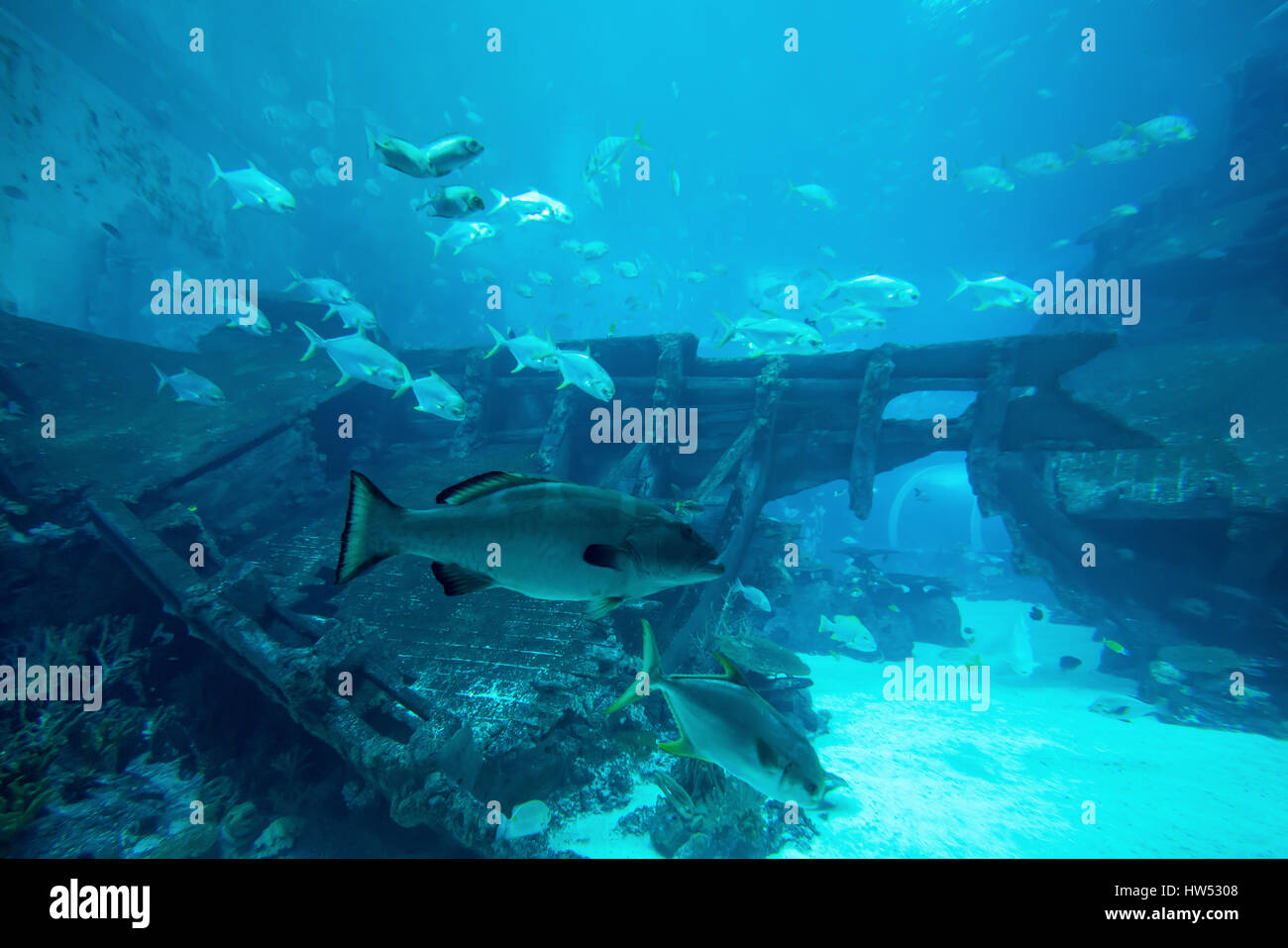 Many fishes in big blue aquarium. Beautiful underwater in aquarium Stock Photo