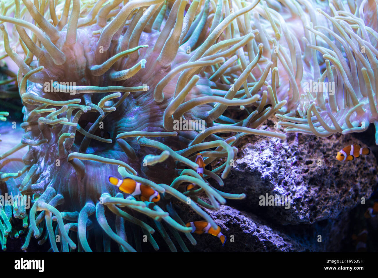 clown fishes swimming  in coral reef - Stock Photo