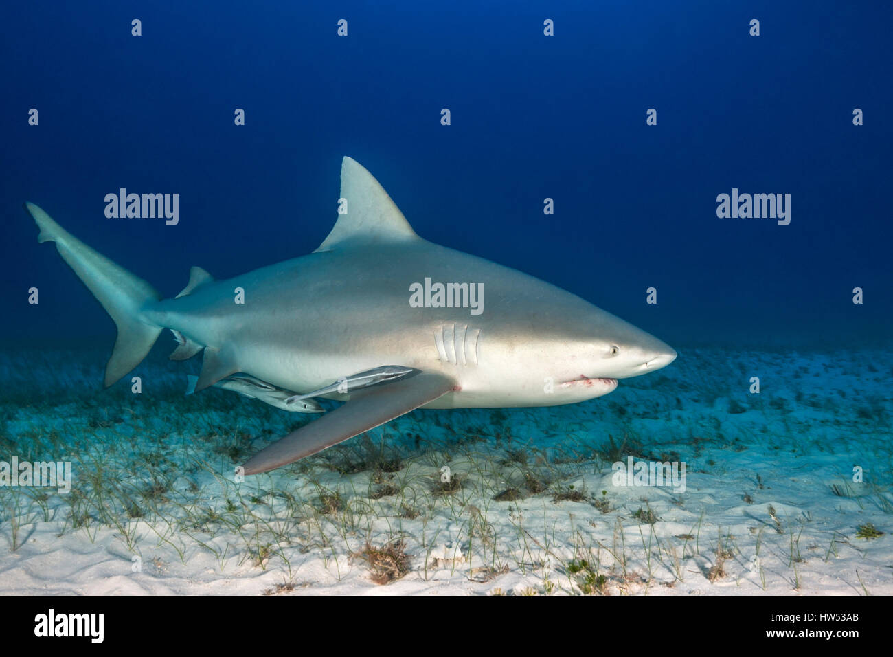 Bull Shark, Carcharhinus leucas, Bimini, Bahamas Stock Photo