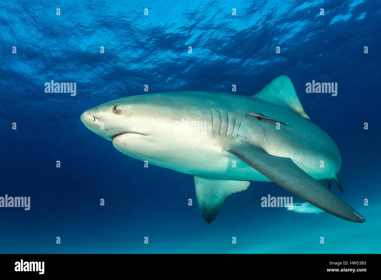 Status of the Zambezi shark research on the Breede River, South ...