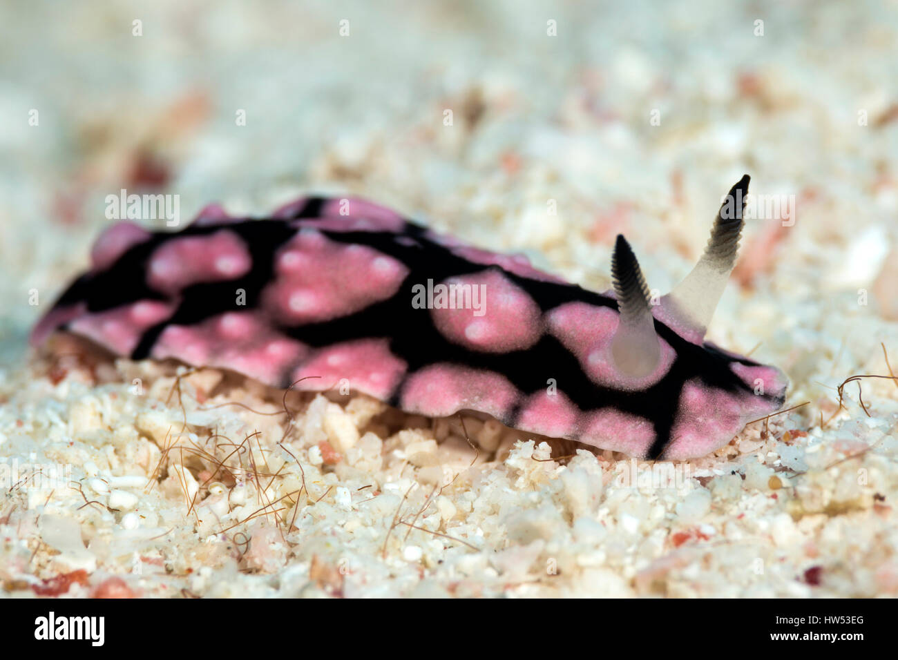 Pustulose Wart Slug, Phyllidiella pustulosa, Marsa Alam, Red Sea, Egypt Stock Photo