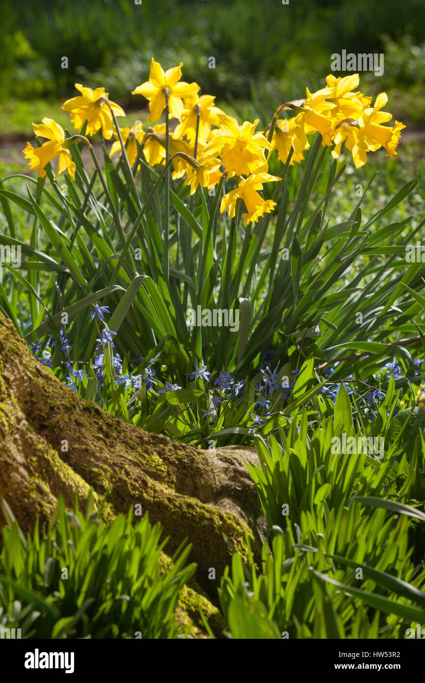 Daffodils at Elsham Hall Gardens and Country Park. Elsham, North Lincolnshire, UK. Spring, 15th March 2017. Stock Photo