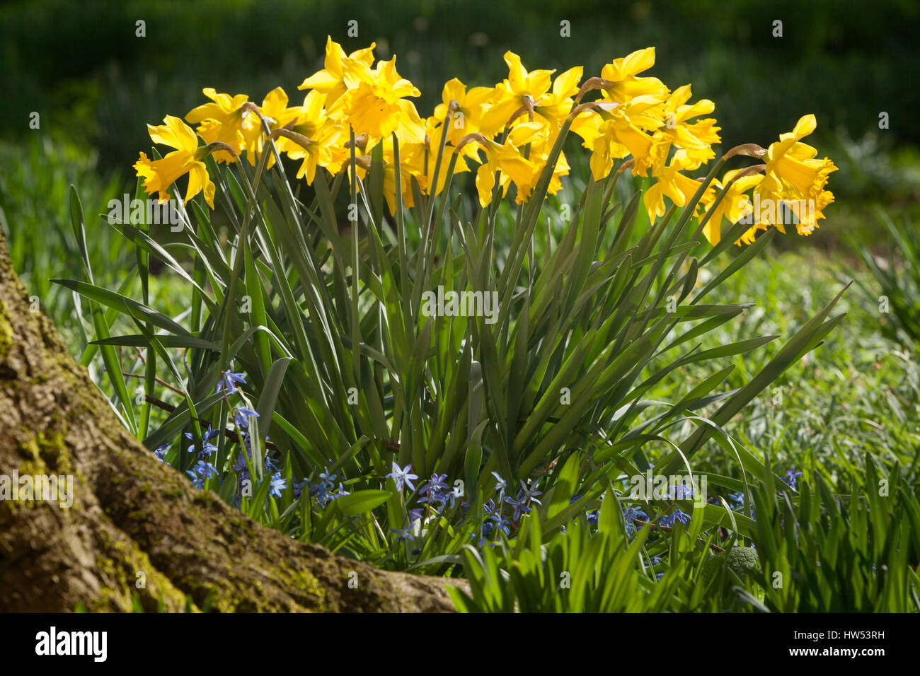 Daffodils at Elsham Hall Gardens and Country Park. Elsham, North Lincolnshire, UK. Spring, 15th March 2017. Stock Photo