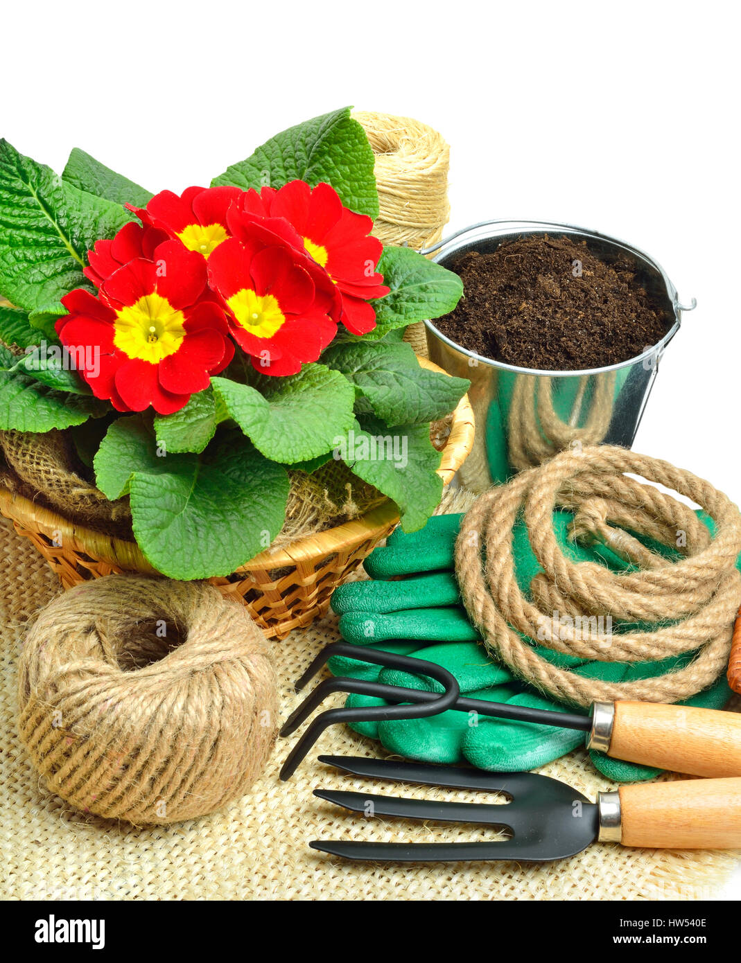 Blooming red spring primulas in flower bed with rake, shovel, rubber gloves isolated on white Stock Photo